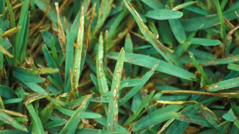 Common Bermuda Grass Diseases: Identification, Treatment, and ...