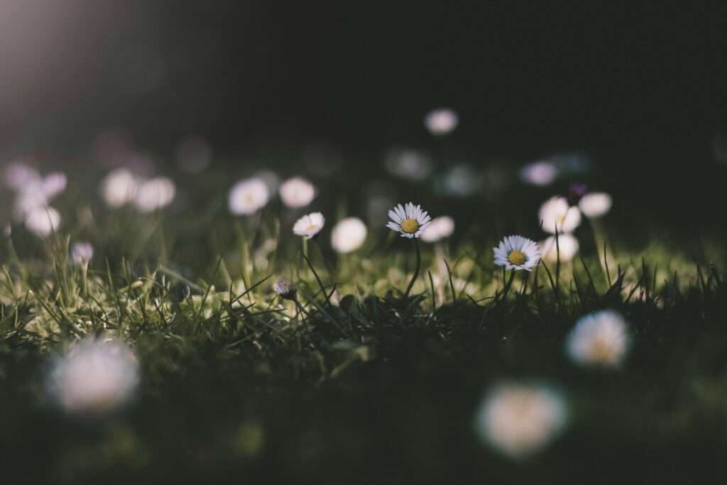 Spring Bermuda Grass Care Guide