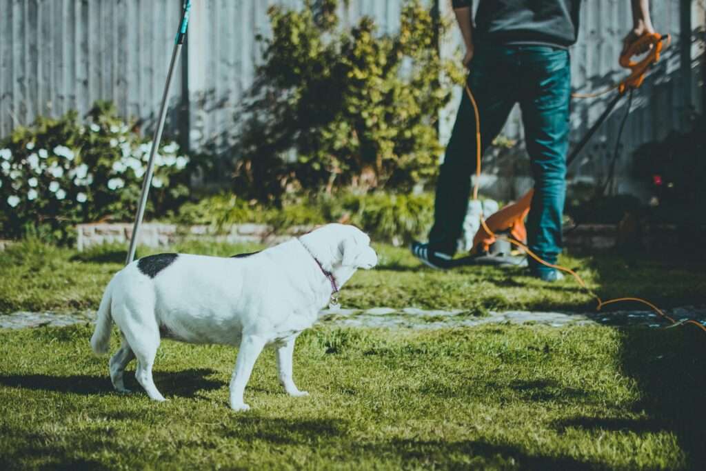 Tools and Products for Bermuda Grass Lawn Care
