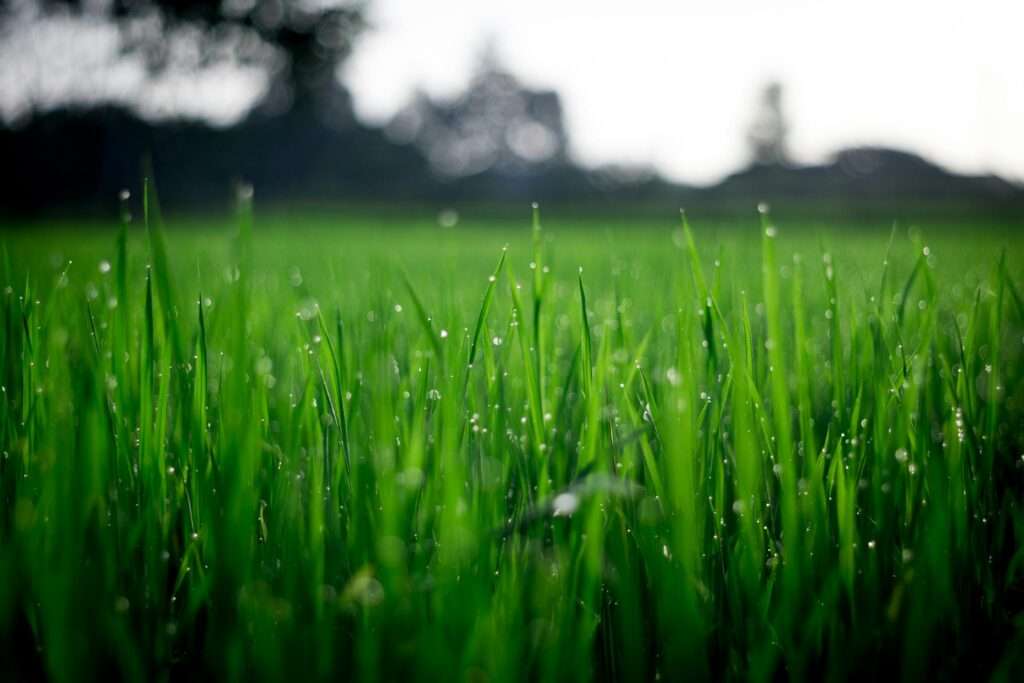 Selecting Bermuda Grass Fertilizer: Tips for a Lush Lawn
