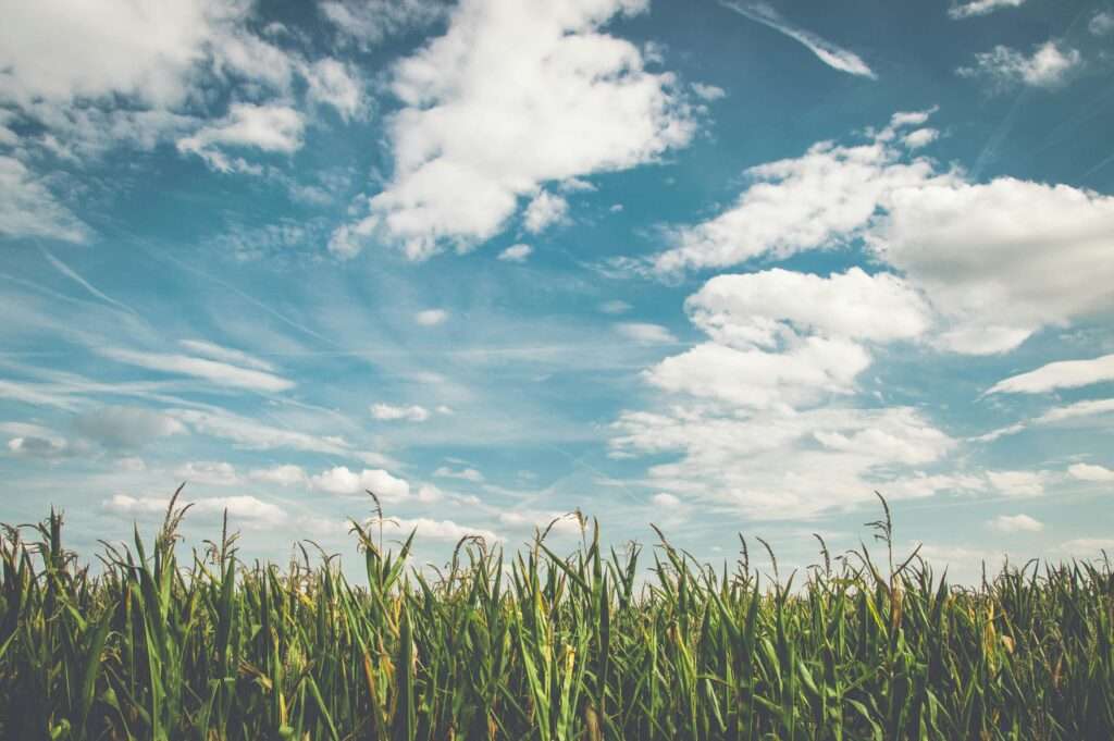 Summer Bermuda Grass Care Guide