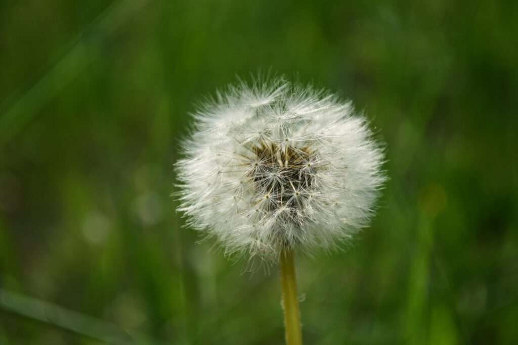The Ultimate Guide to Bermuda Grass Weed Killers: Effective Strategies for a Weed-Free Lawn