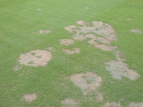 Common Bermuda Grass Diseases: Identification, Treatment, and Prevention