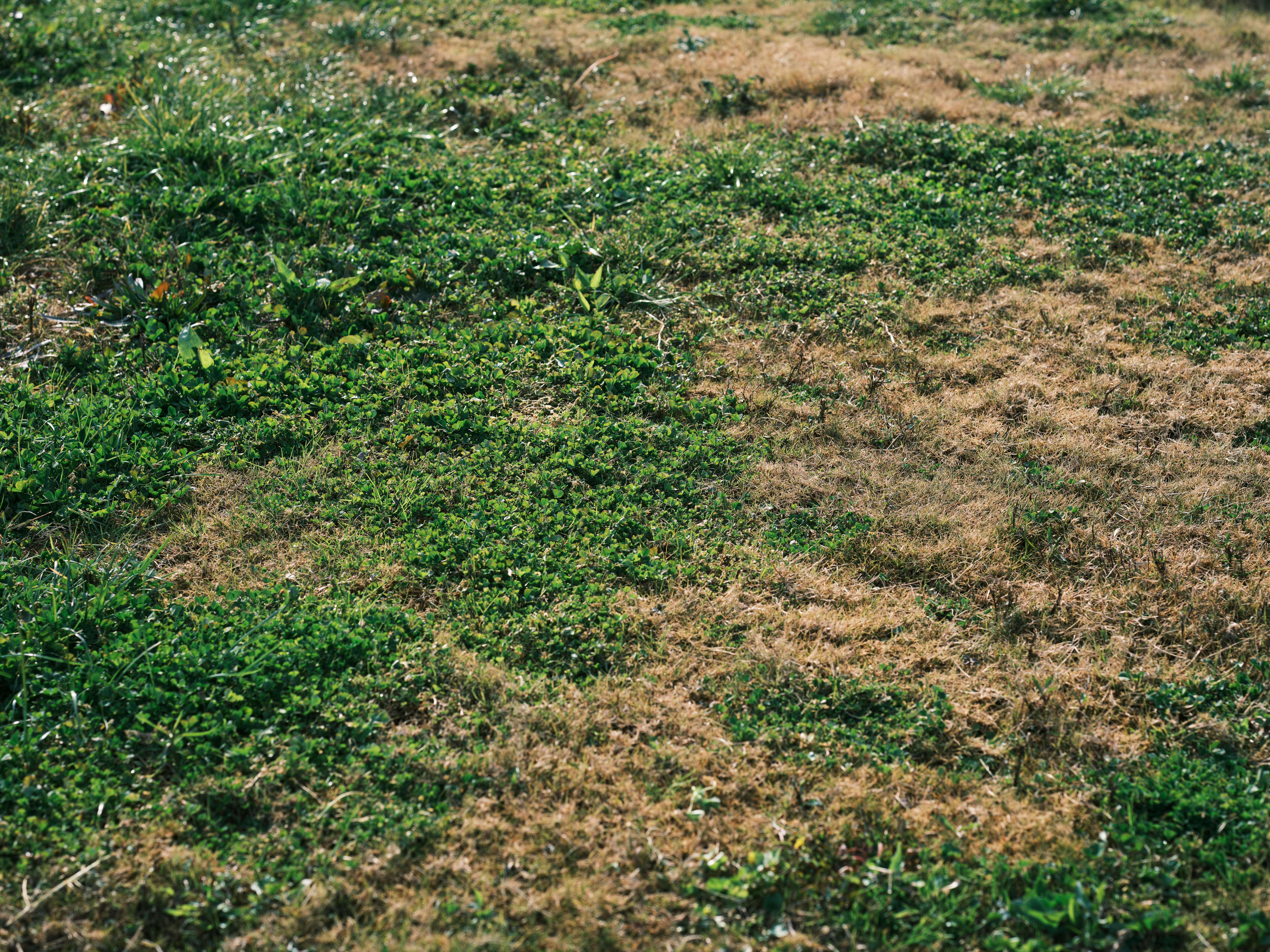 How to Get Rid of Weeds in Bermuda Grass Without Killing the Lawn